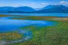 USA, Washington State, Seabeck. Low tide on Hood Canal exposes eel grass. Art Print